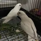 روز