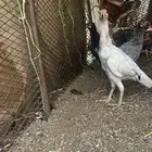 دجاج سندي