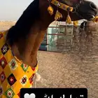 للبيع احصان