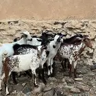 تيوس لباني سمان
