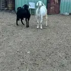معزى ديره دفيع وجروم مشالله