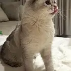 قطط للتزواج