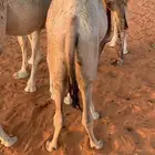 بكره قصب للبيع