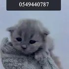 قطط شيرازيه للبيع