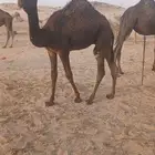قعود للبيع