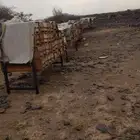 نحل للبيع العدد 270