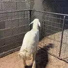 خروف حري مشروع فحل