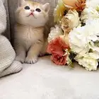 كيتن بالرياض للبيع