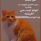 قطط التبني
