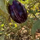 للبيع محصول كامل باذنجان