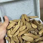 عود طبيعي موروكي سعر جمله