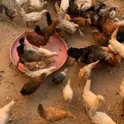 دجاج