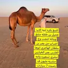 للبيع بكره هجن ثنيه الاب جميل بن طفله منتج