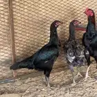 طقم سندي (( تم البيع ))