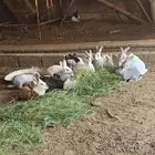 أرانب بلدي وفرنسي تب