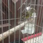 انثى كناري