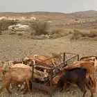 15 من المعزا عليها 1 وتولد