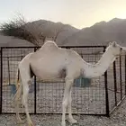 ناقه للبيع