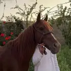 خيل