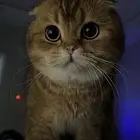 قط سكوتش فولد تزاوج