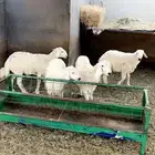 طليان حريه مناسبات وثلاجه