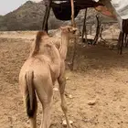 حاشي 5 اشهر