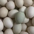 بيض بط بكيني سوبر جامبو