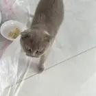 قطة للتبني من يبيها يجي ياخذها اغراضها معها