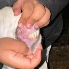 مراح معزا مشتريك متاويم