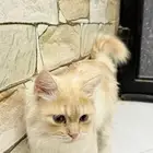 قط ذكر شرازي للبيع