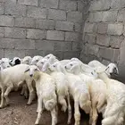 بهم تربية حري