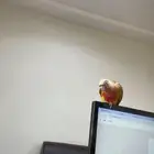للبيع طير كنيور هدد