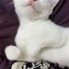 قط ذكر لتبني عمره اقل من سنه مع جميع اغراضه 100