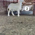 مشروع فحل ناهي من مراح ناصر الجودي