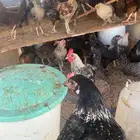 دجاج بلدي
