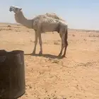 تم البيع