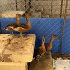 للبيع بط الصفار جوزين صحه وانتج