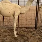 وضحا حقه