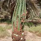 يوجد لدينا جميع انواع النخيل المثمر البيع