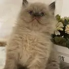 قطه صغيره هملايا للبيع