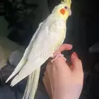 للبيع ببغاء الكروان الأليف