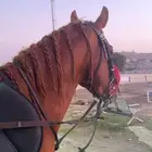 حصان واهو فاخر