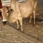 بقرة للبيع