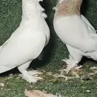 شمام شامي تب