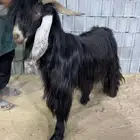 للبيع تيس عارضي