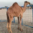 بكره
