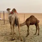خلفه