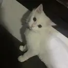 قطه شيرازيه كتن (صغيره) العمر خمس شهور لعوبه جدا بصحه جيده