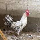 دجاج