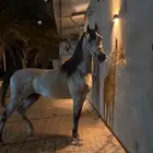للبيع مهر واهو